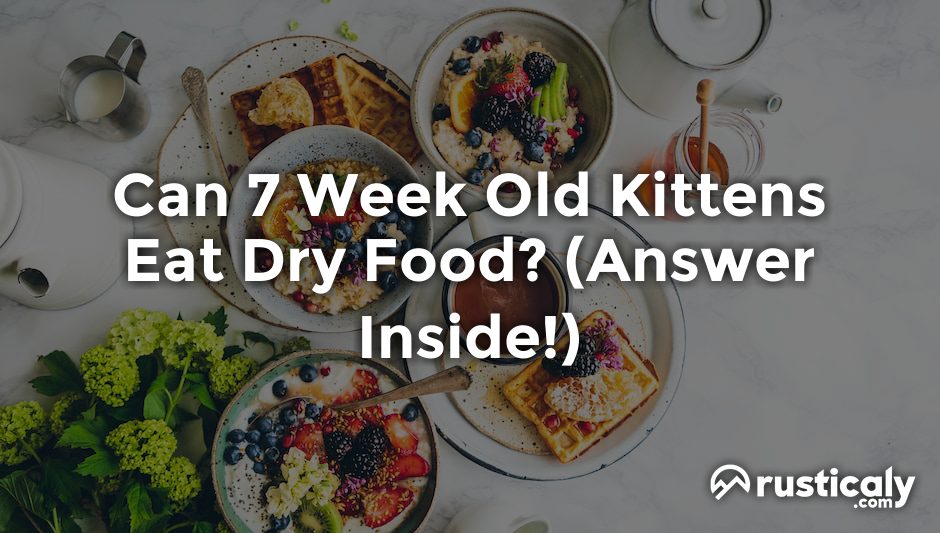 can 7 week old kittens eat dry food