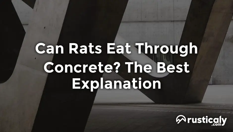 can rats eat through concrete