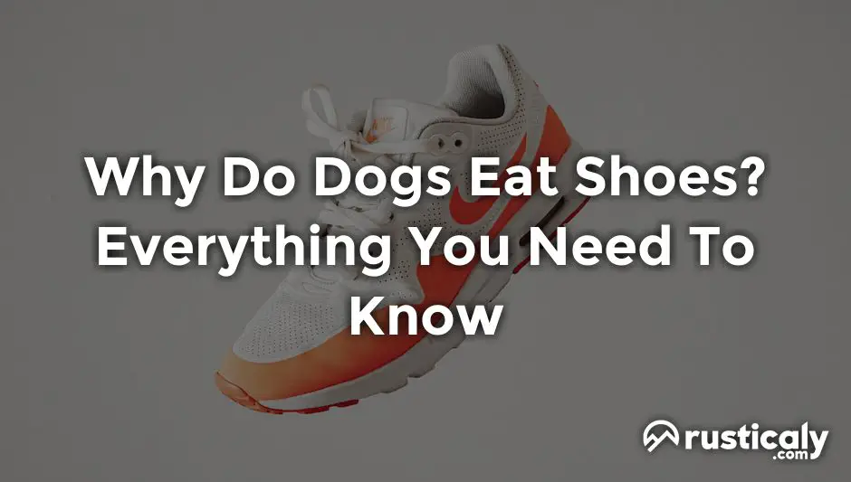 why do dogs eat shoes
