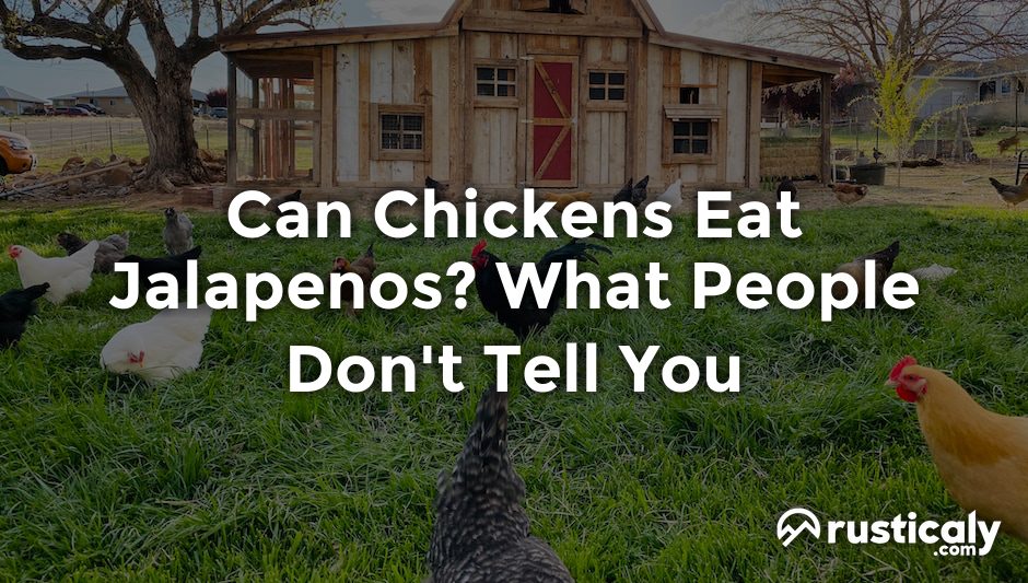 can chickens eat jalapenos