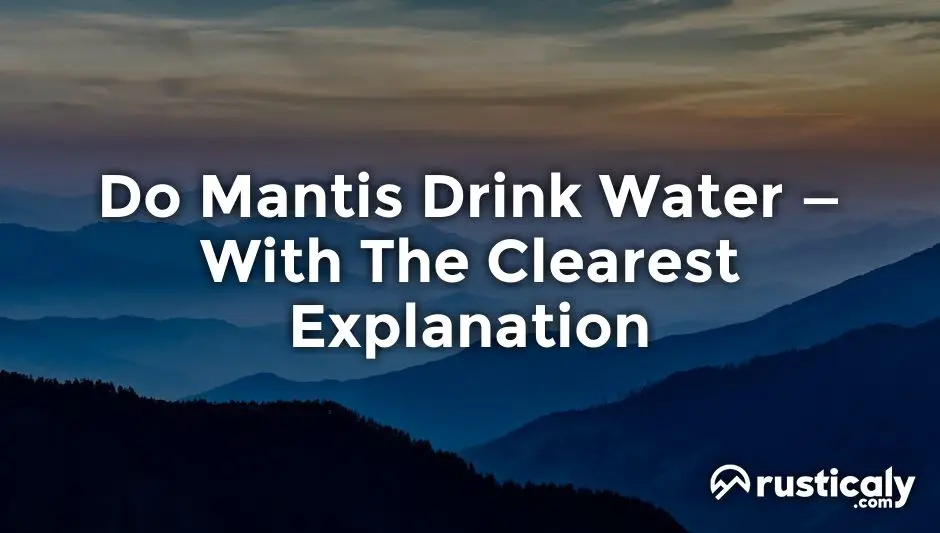 do mantis drink water