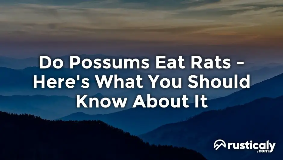 do possums eat rats