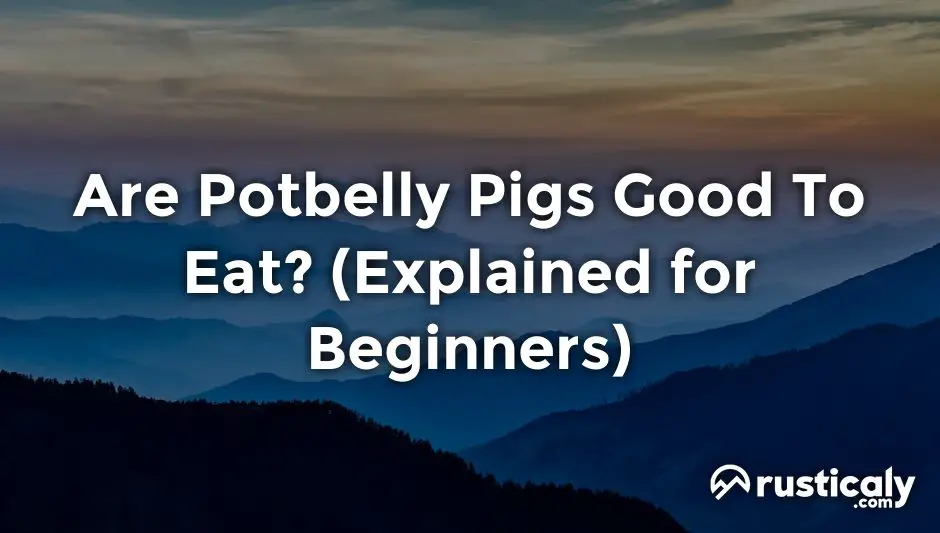 are potbelly pigs good to eat