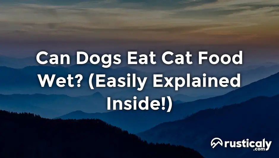 can dogs eat cat food wet