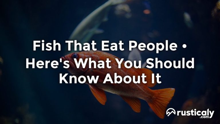 Fish That Eat People ~ Everything You Need To Know