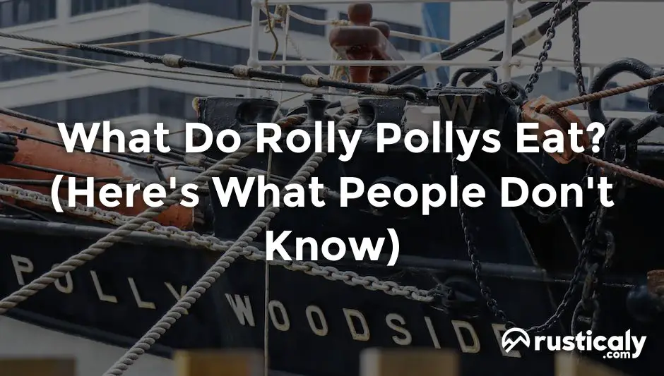 what do rolly pollys eat