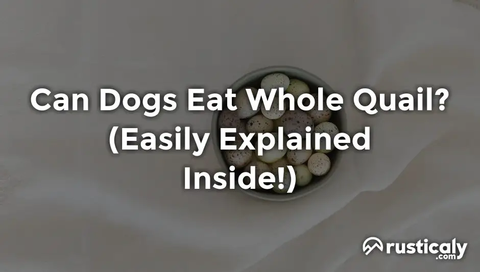 can dogs eat whole quail