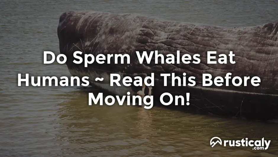 do sperm whales eat humans