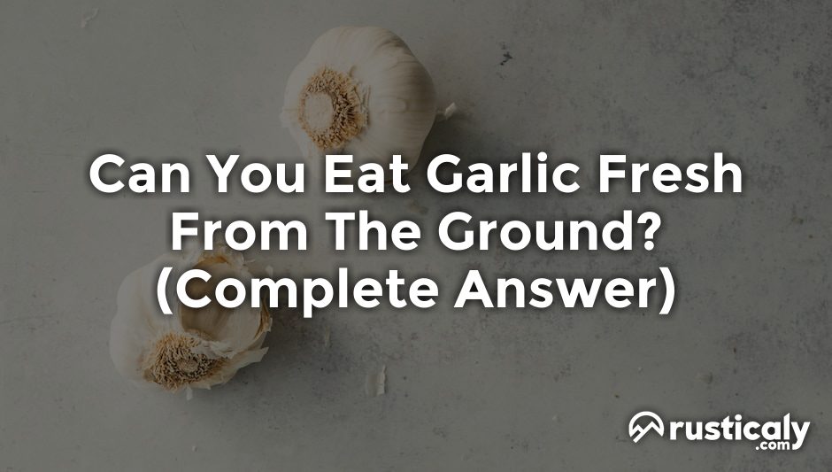 can you eat garlic fresh from the ground