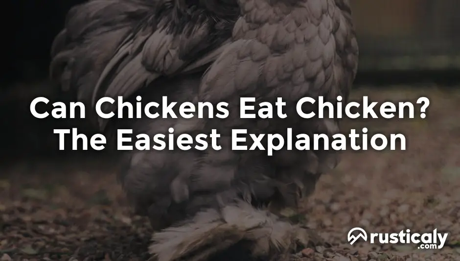 can chickens eat chicken