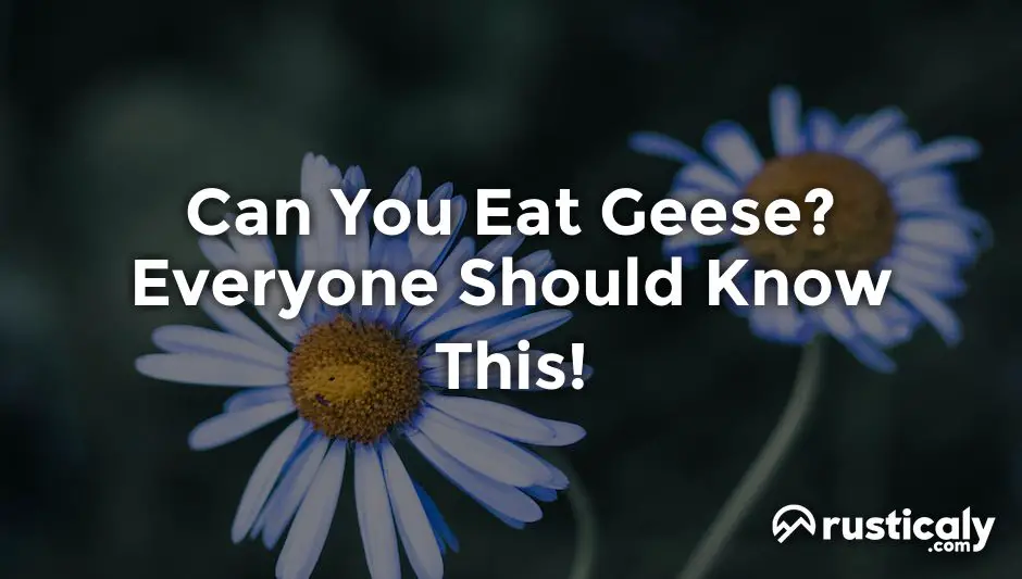 can you eat geese