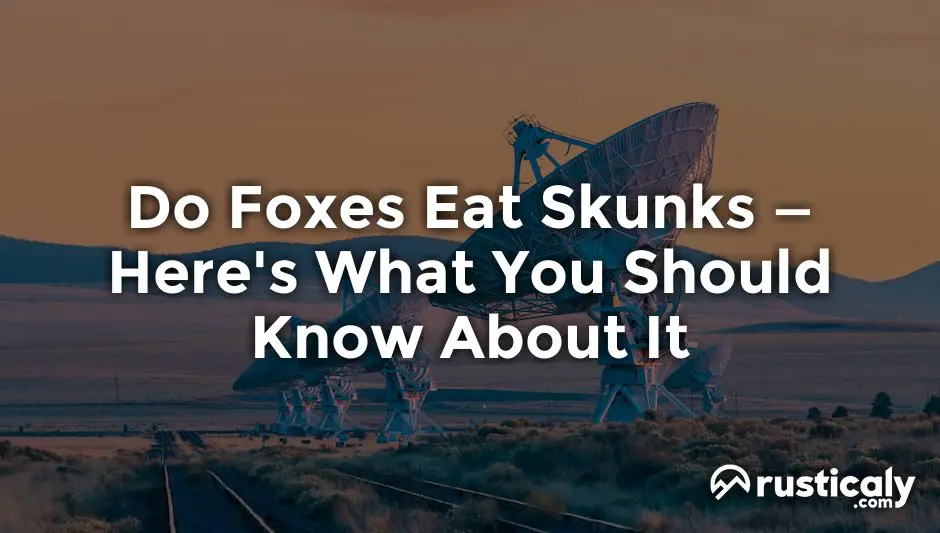 do foxes eat skunks
