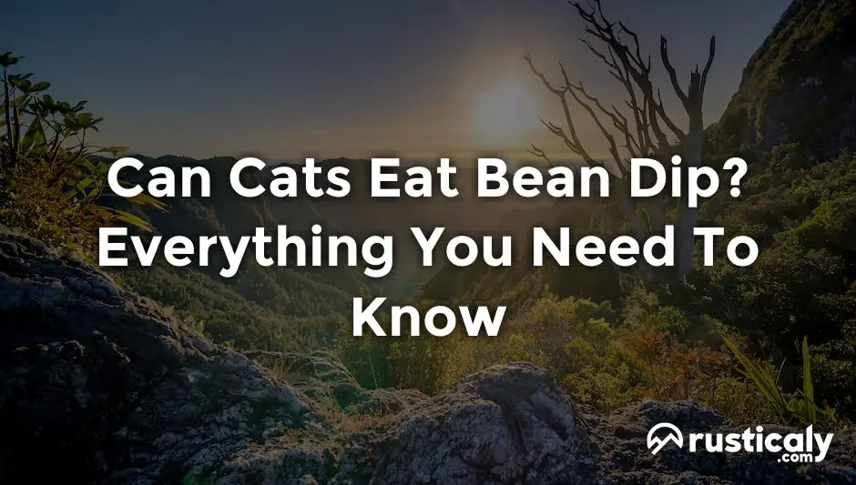 can cats eat bean dip