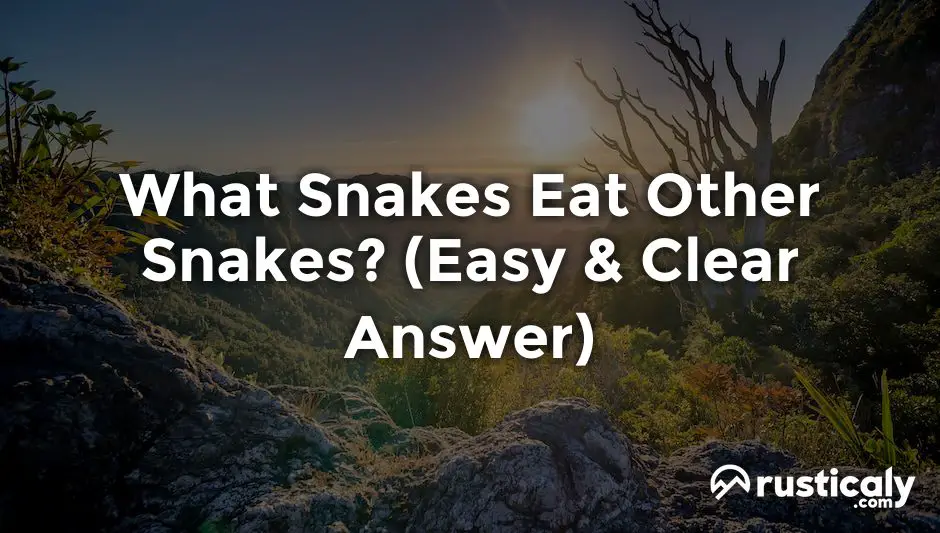 what snakes eat other snakes