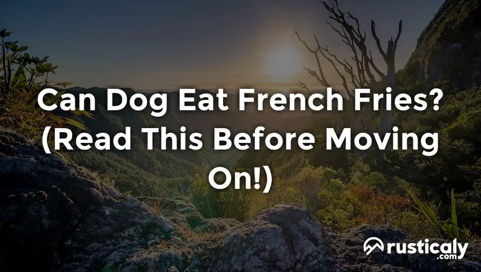 can dog eat french fries