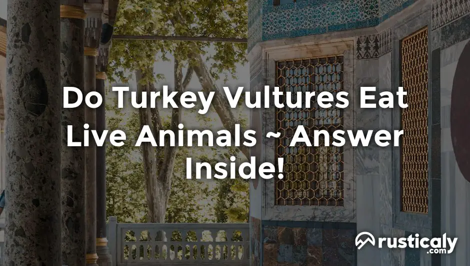 do turkey vultures eat live animals