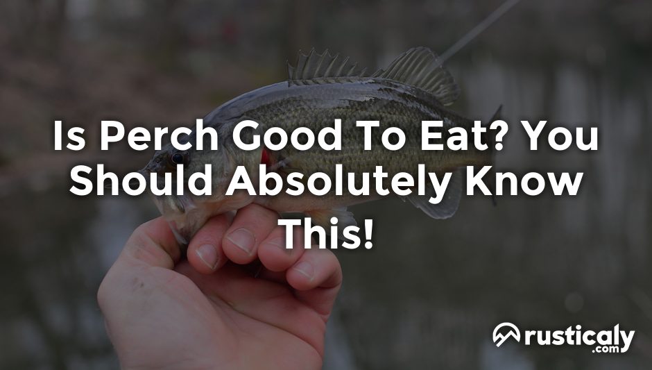 is perch good to eat