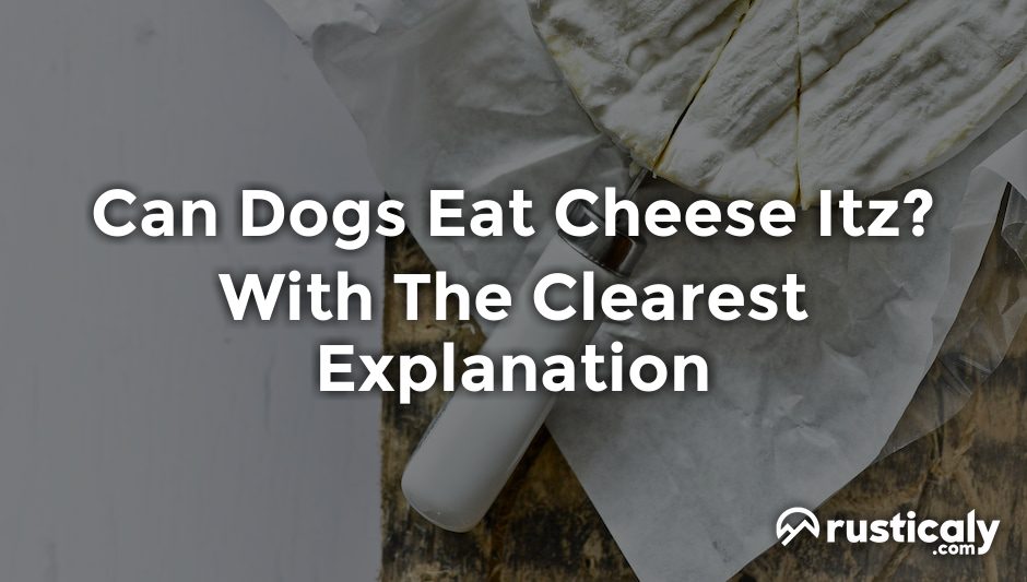 can dogs eat cheese itz