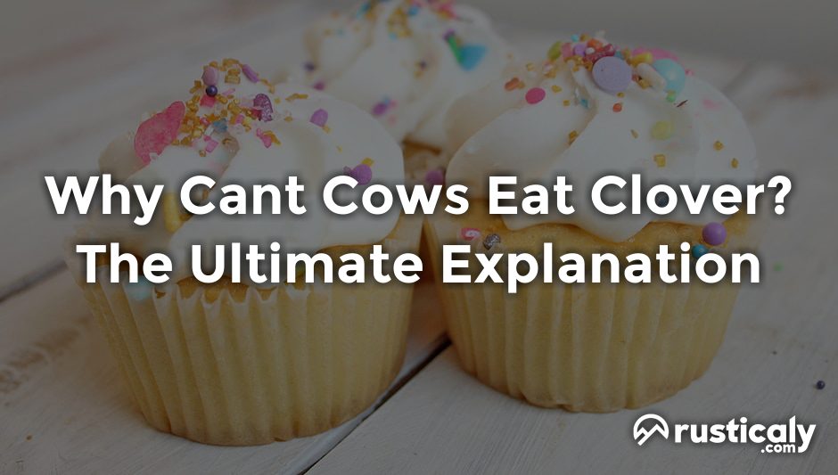 why cant cows eat clover