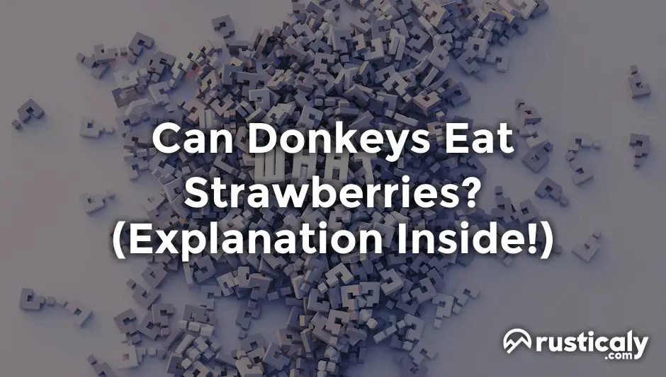 can donkeys eat strawberries
