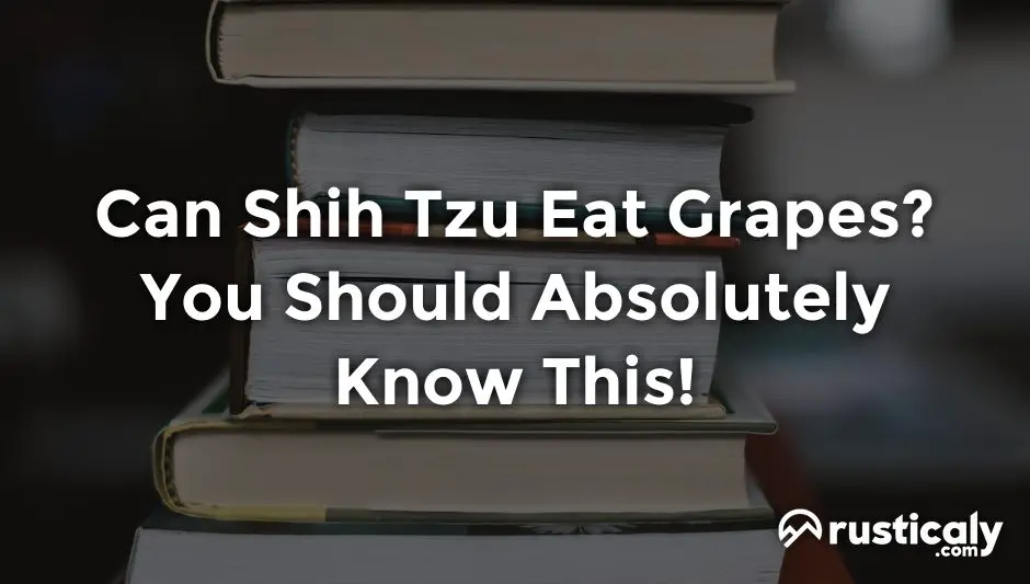 can shih tzu eat grapes