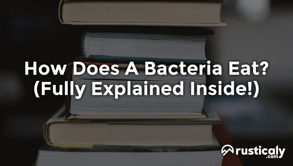 how does a bacteria eat