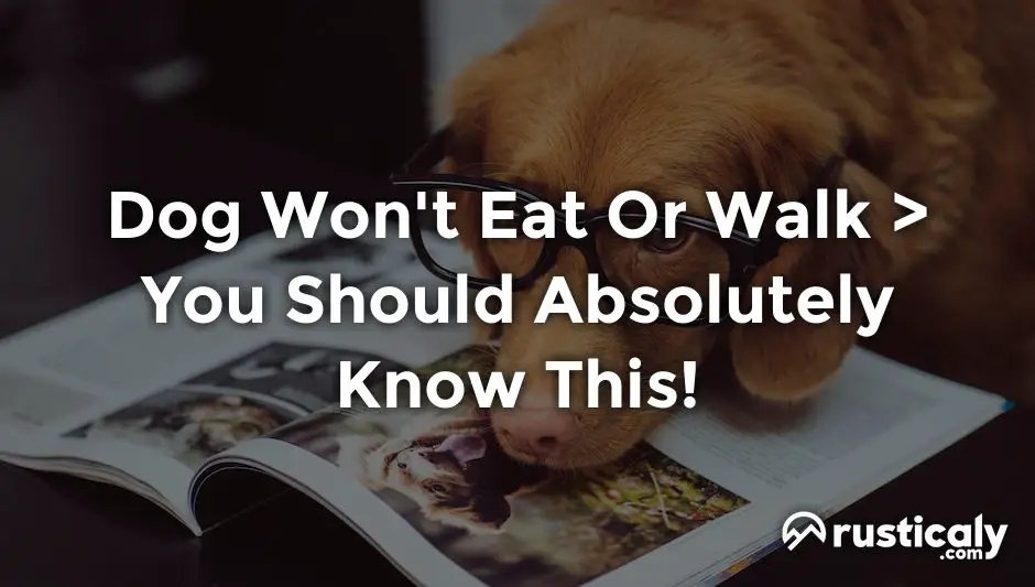 dog won't eat or walk