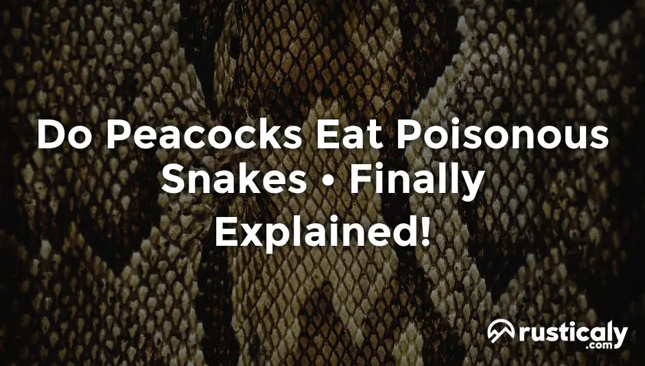 do peacocks eat poisonous snakes