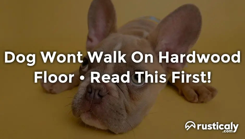 dog wont walk on hardwood floor