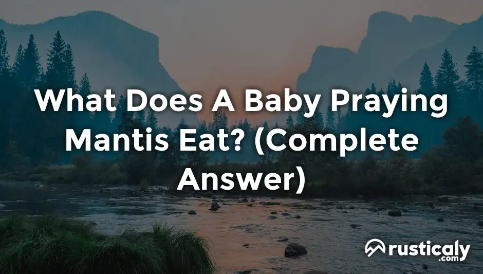 what does a baby praying mantis eat