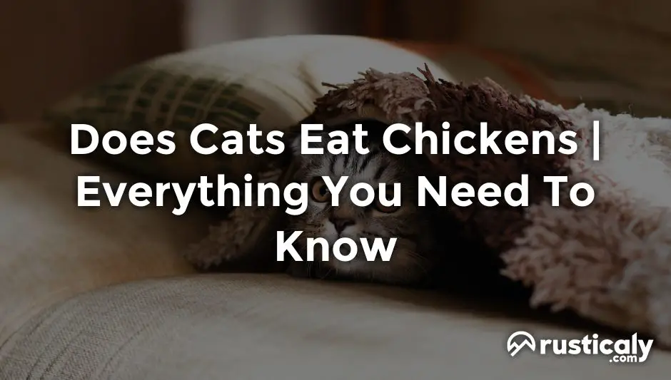 Does Cats Eat Chickens > Fully Explained Inside!