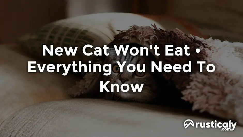 new cat won't eat