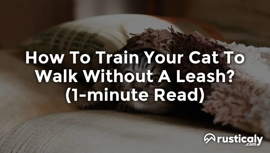 how to train your cat to walk without a leash