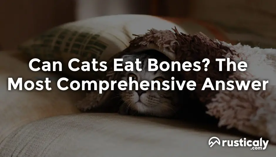 can cats eat bones