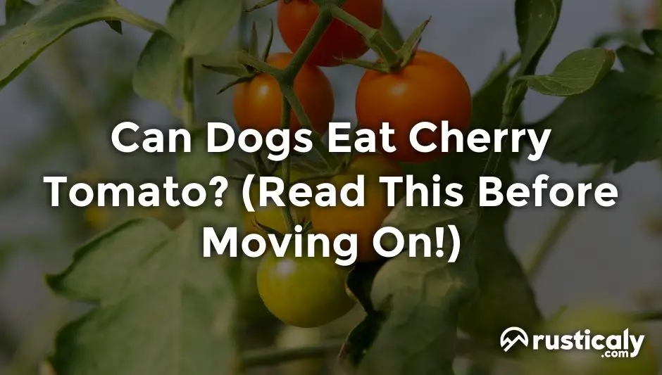 can dogs eat cherry tomato