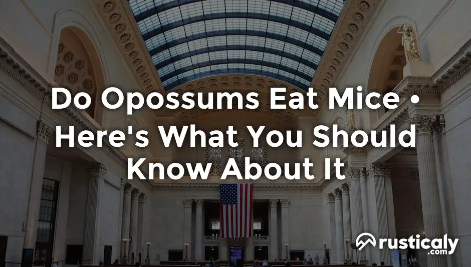 do opossums eat mice