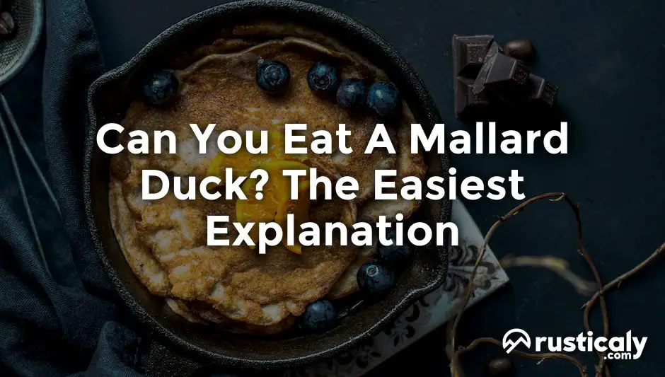 can you eat a mallard duck