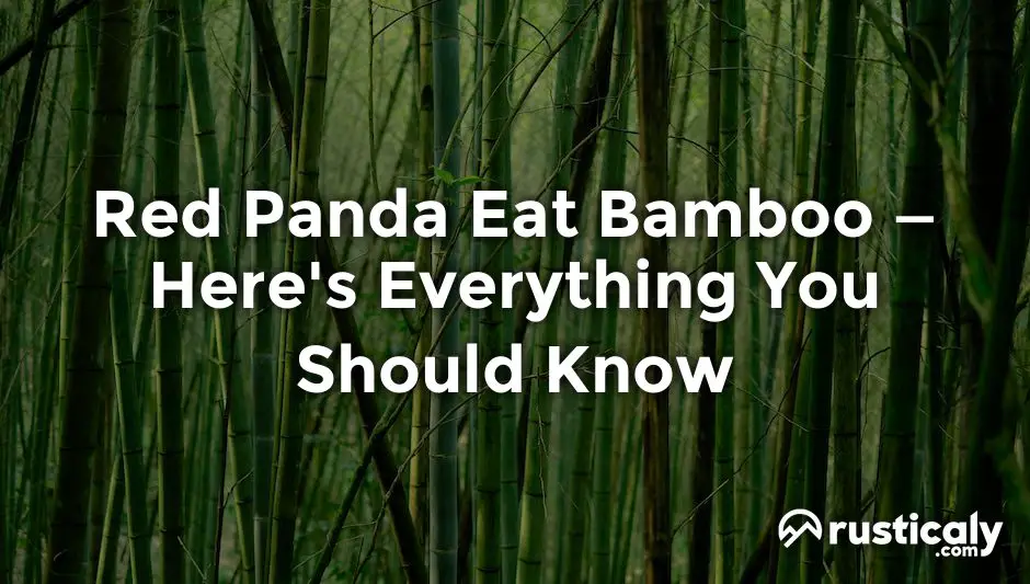 red panda eat bamboo