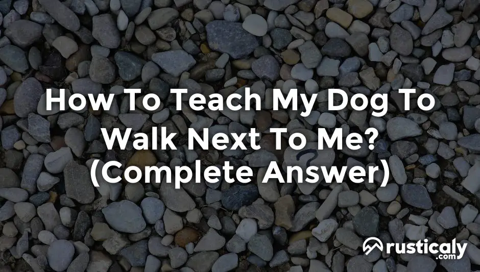 how to teach my dog to walk next to me