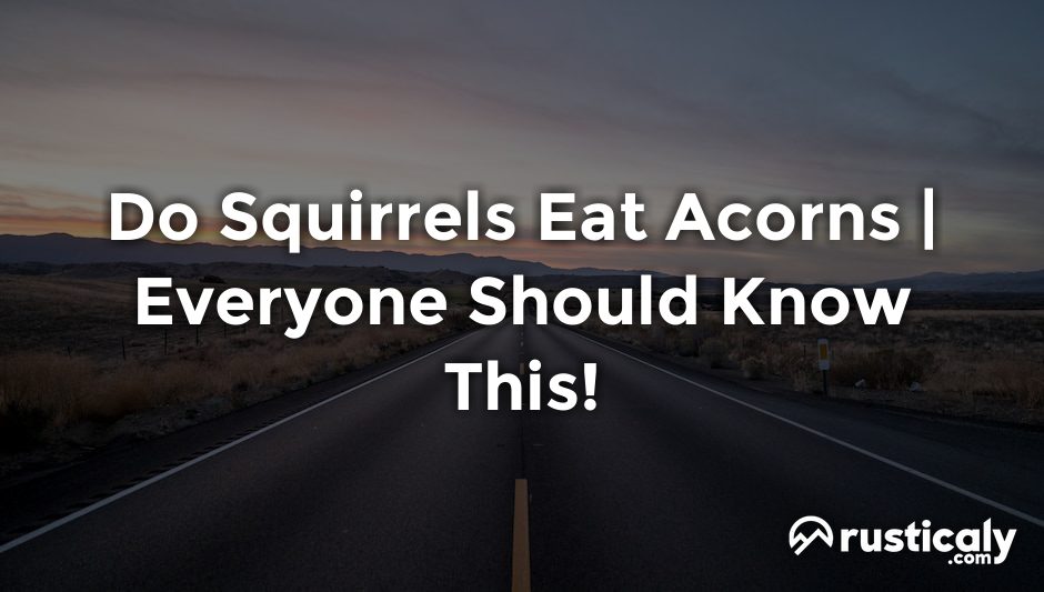 do squirrels eat acorns