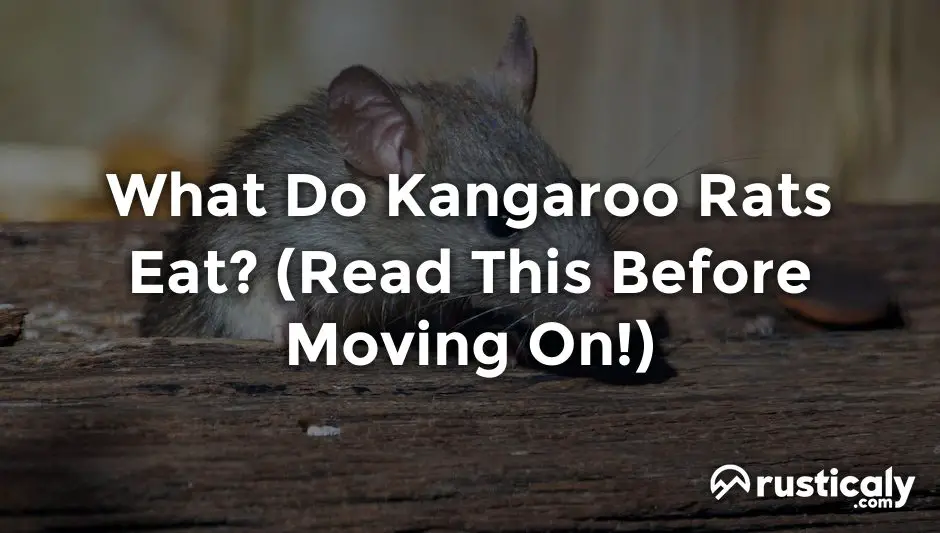 what do kangaroo rats eat