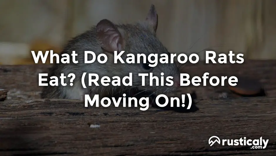 What Do Kangaroo Rats Eat The Ultimate Explanation what-do-kangaroo-rats-eat-the-ultimate-explanation