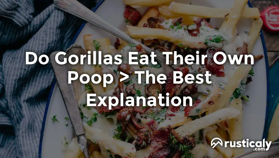 do gorillas eat their own poop
