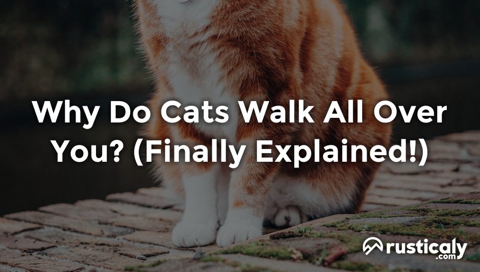 why do cats walk all over you