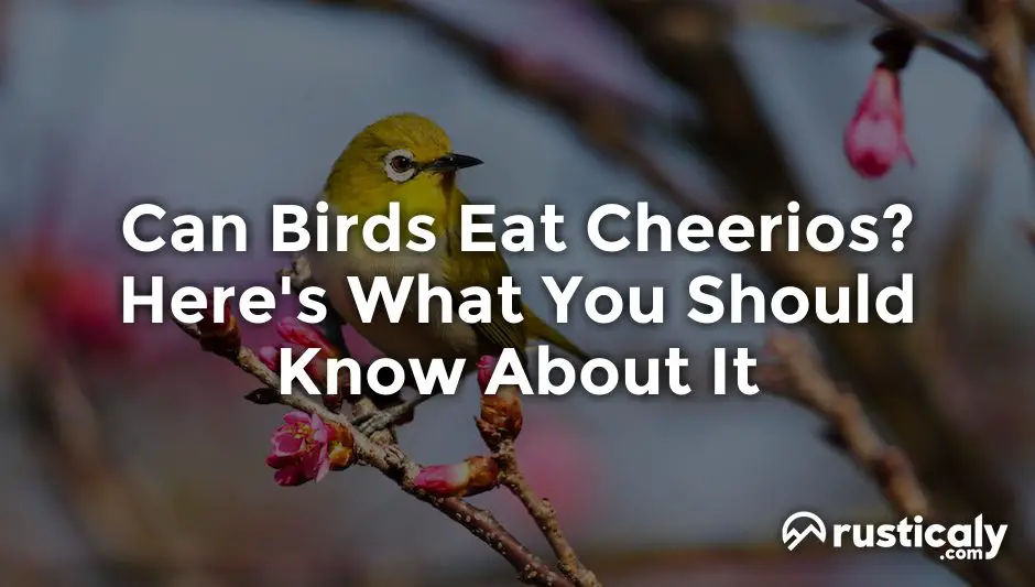 can birds eat cheerios