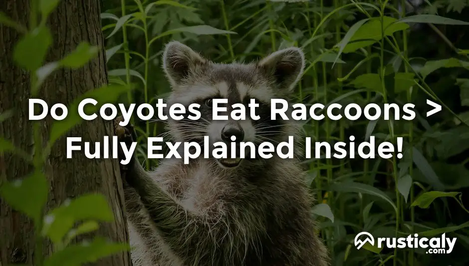 do coyotes eat raccoons