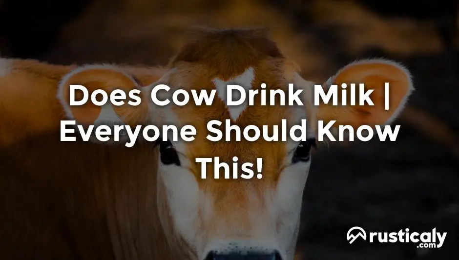 does cow drink milk