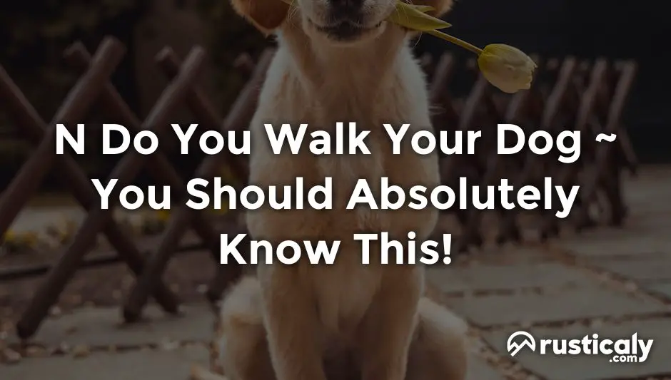 n do you walk your dog