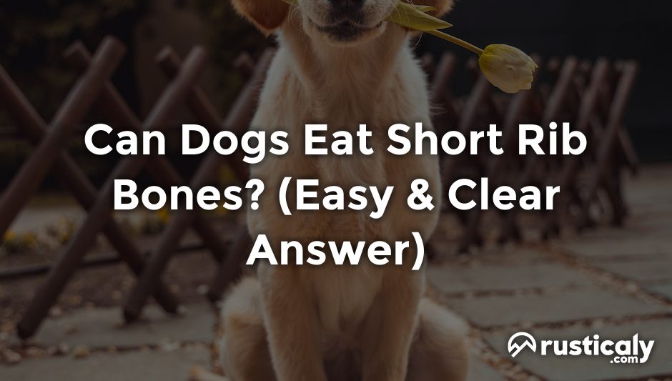 can dogs eat short rib bones