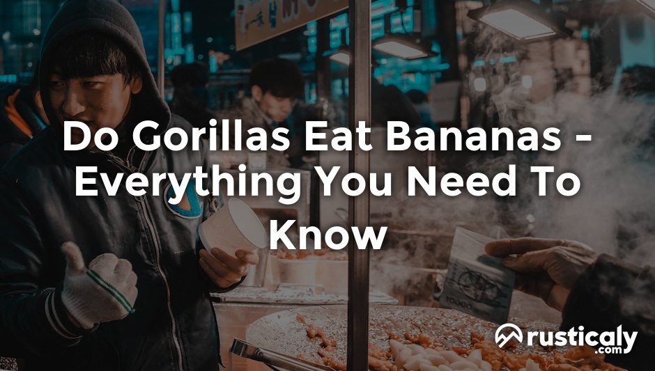 do gorillas eat bananas